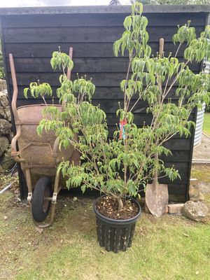 CORNUS kousa ‘Milky Way’ / Chinese Dogwood