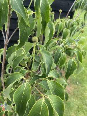 Chinese Dogwood — view 2