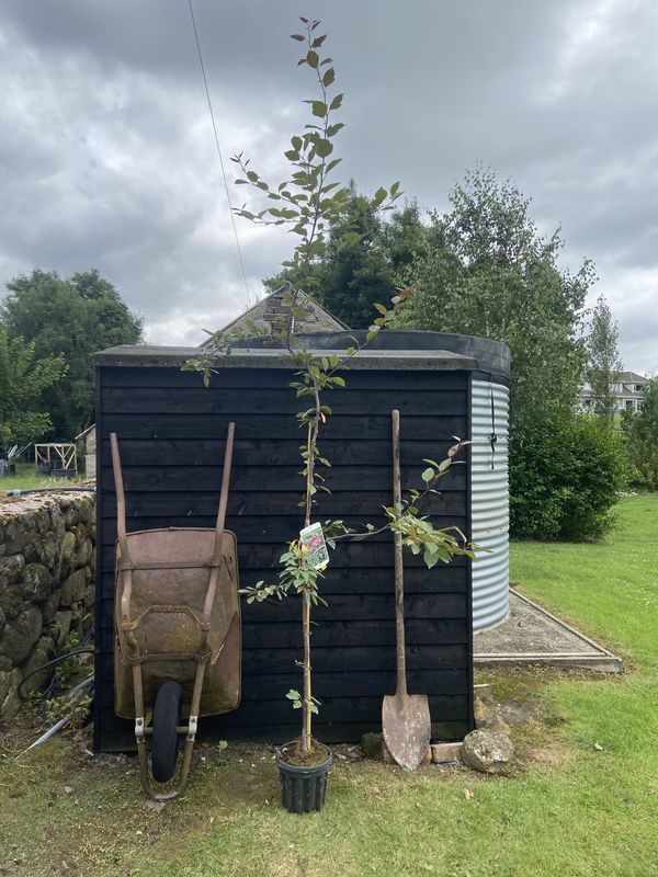 Flowering Crab Apple tree for sale UK
