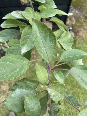 Flowering Crab Apple — view 2