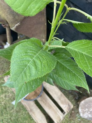 Great White Cherry — view 2