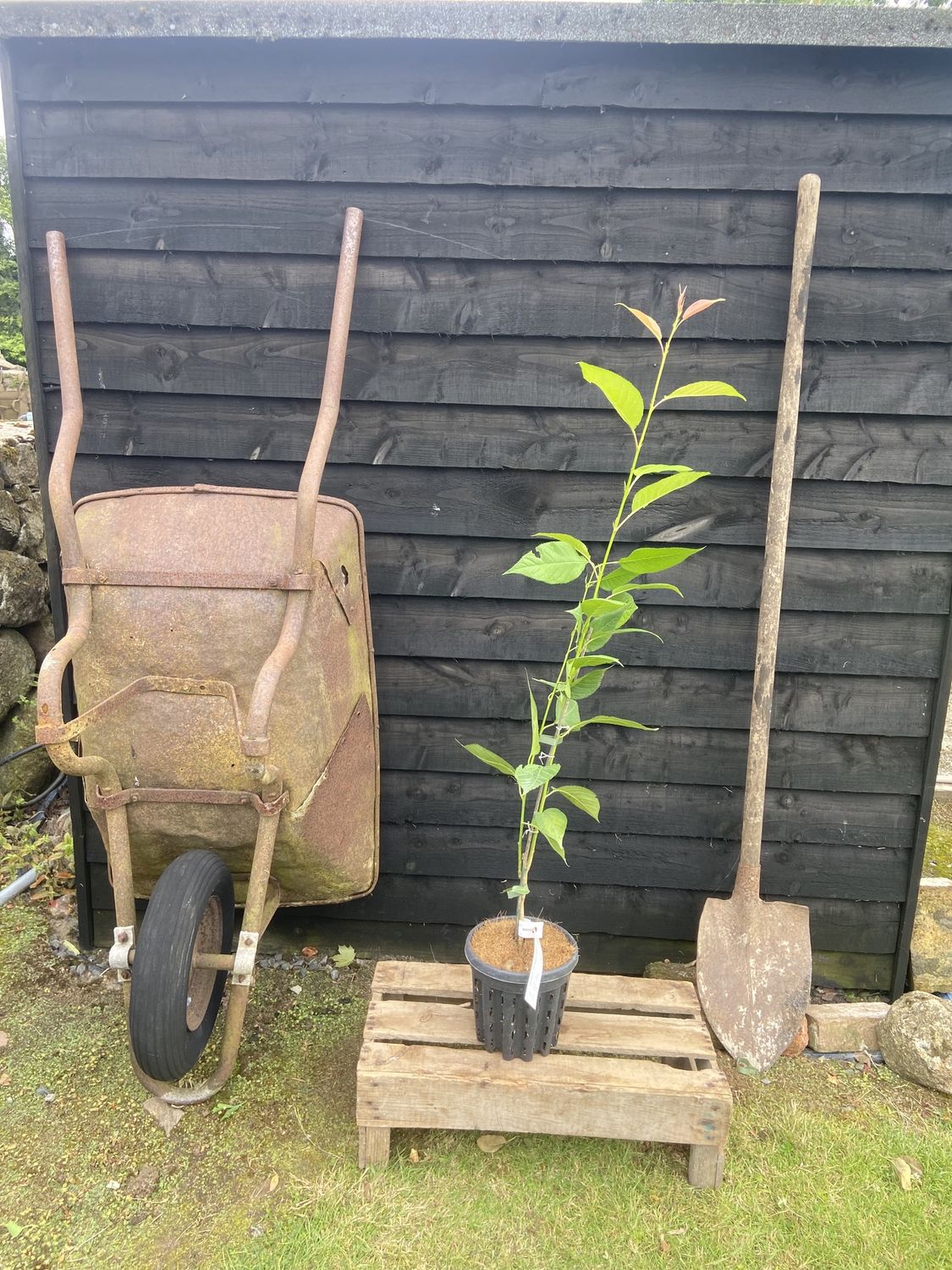 PRUNUS serrulata ‘Tai Haku’ / Great White Cherry
