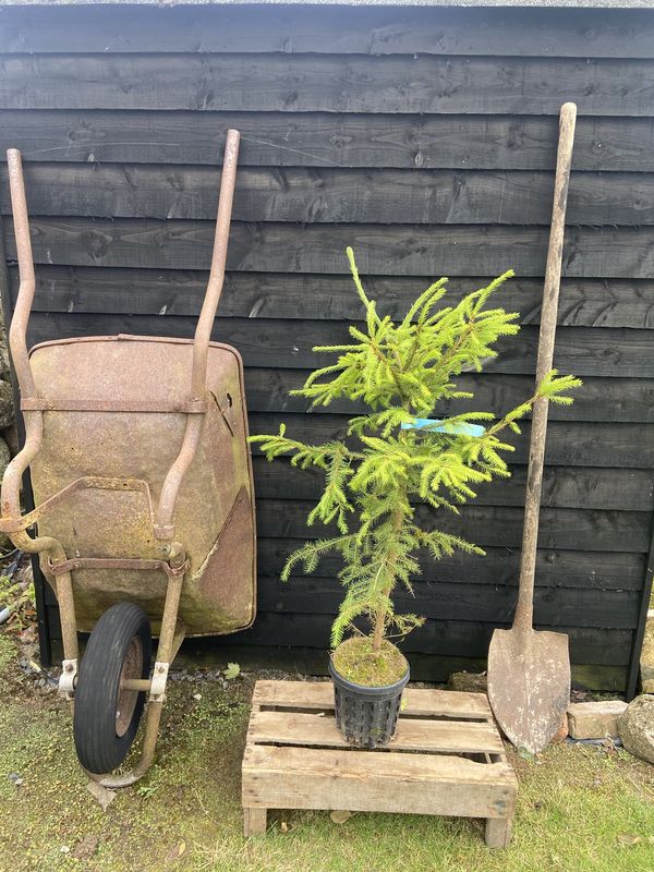 Norway Spruce tree for sale UK