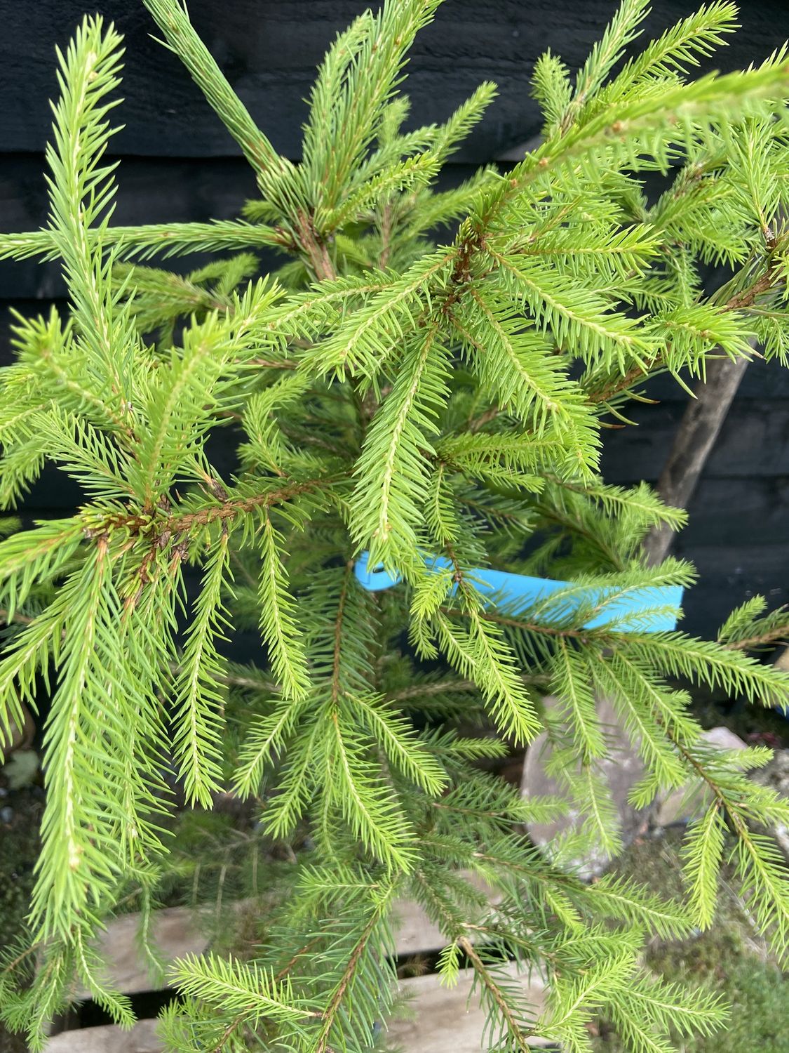 PICEA abies / Norway Spruce