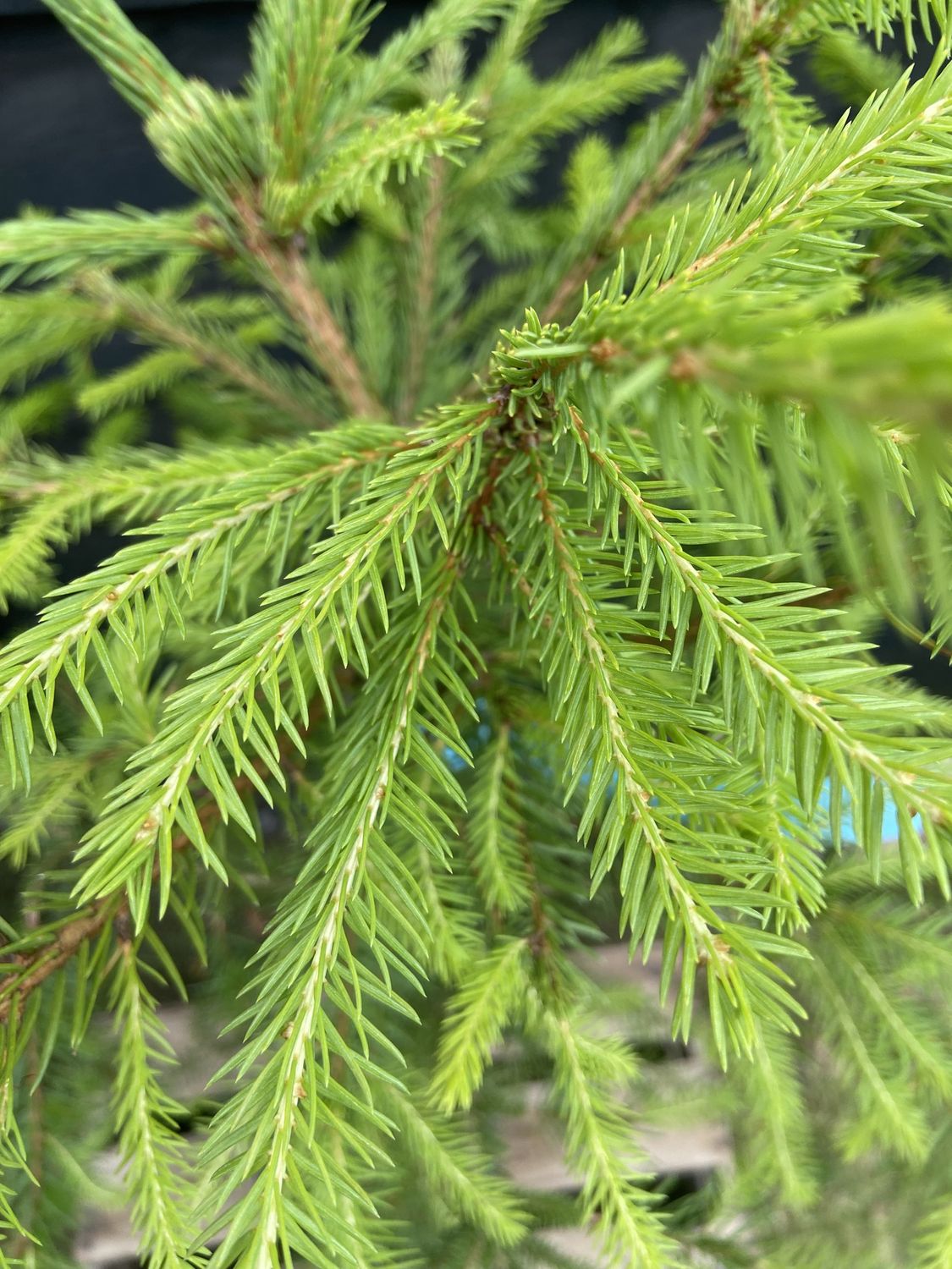 PICEA abies / Norway Spruce