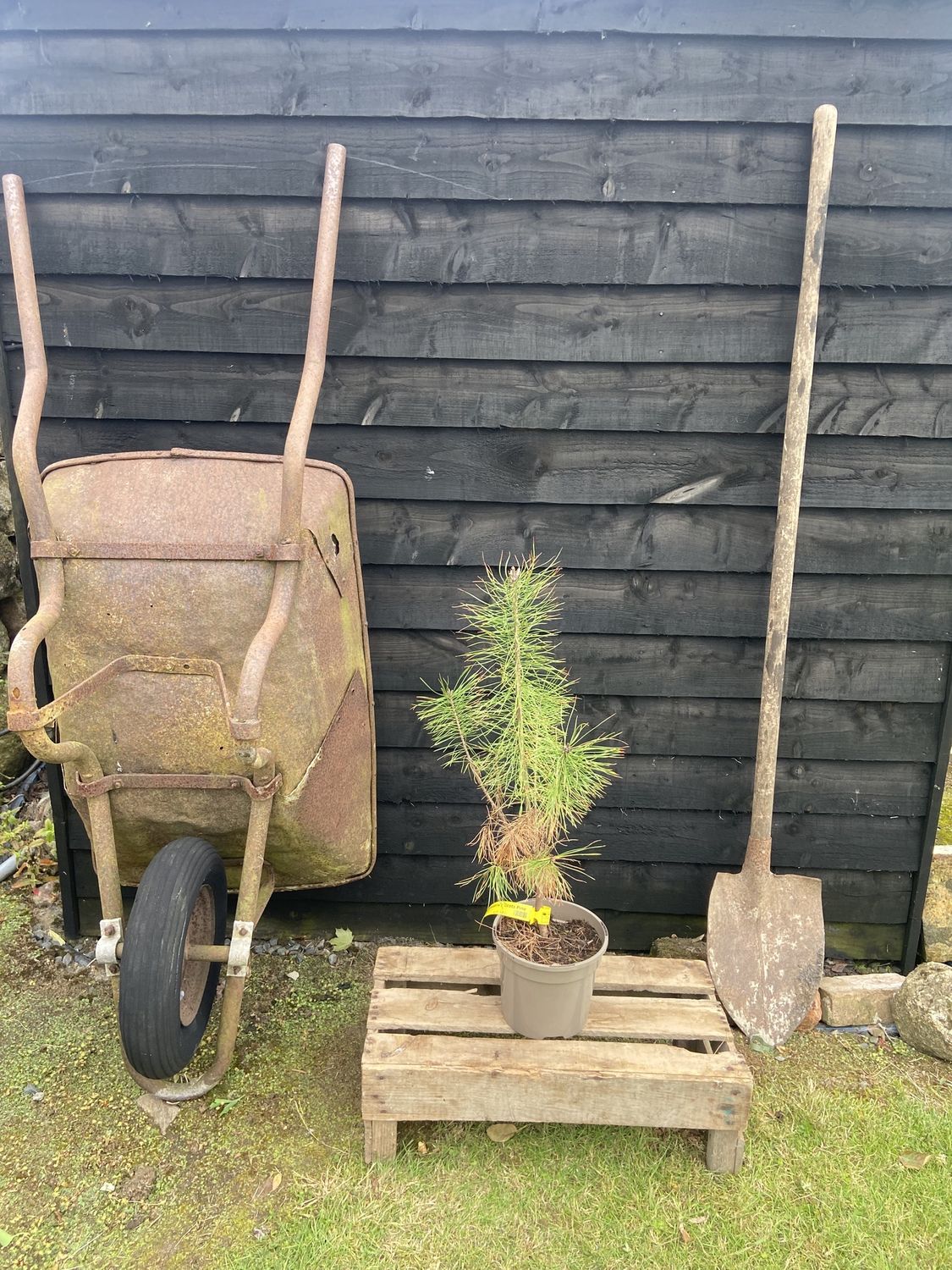 PINUS sylvestris / Scots Pine