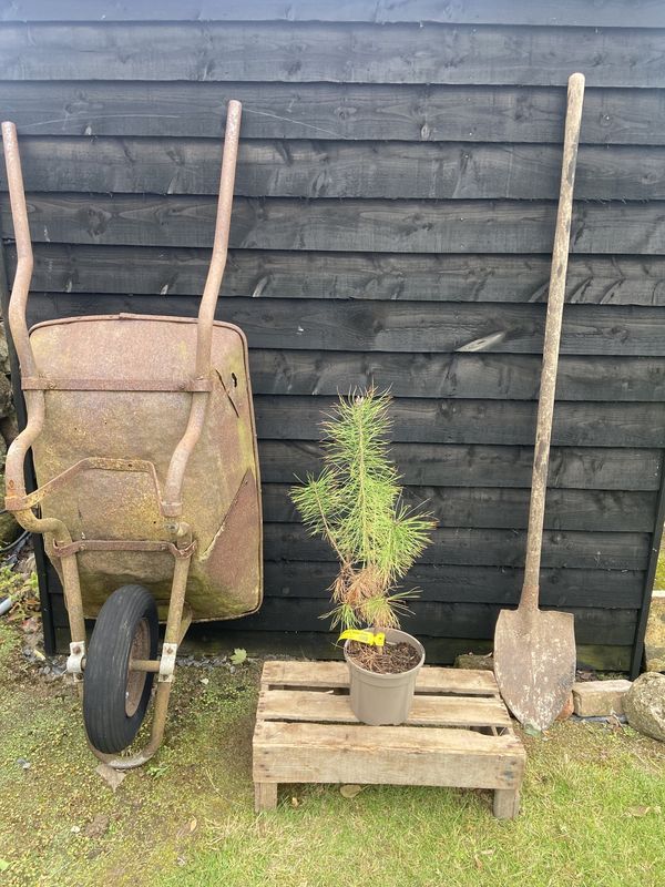 Scots Pine tree for sale UK