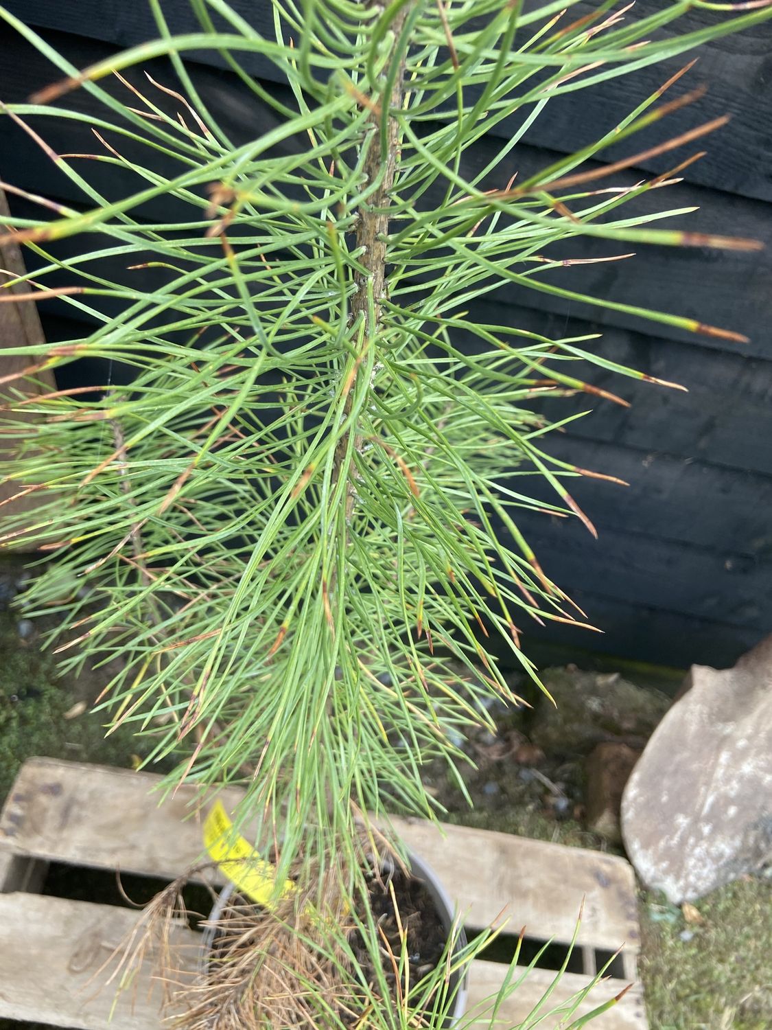 PINUS sylvestris / Scots Pine