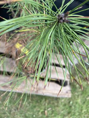 Scots Pine — view 3