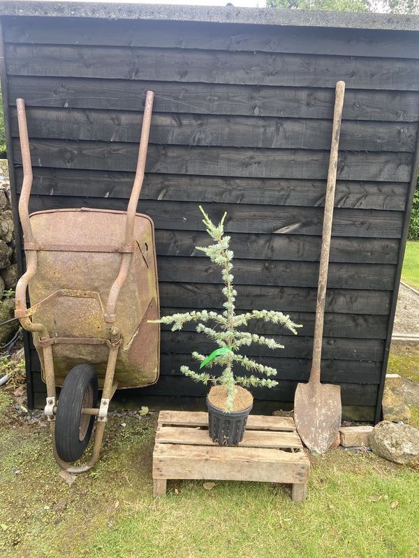 Blue Atlas Cedar tree for sale UK