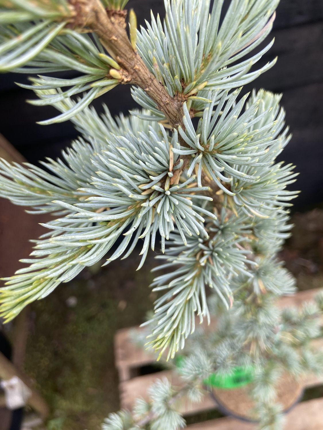 CEDRUS atlantica ‘Glauca’ / Blue Atlas Cedar