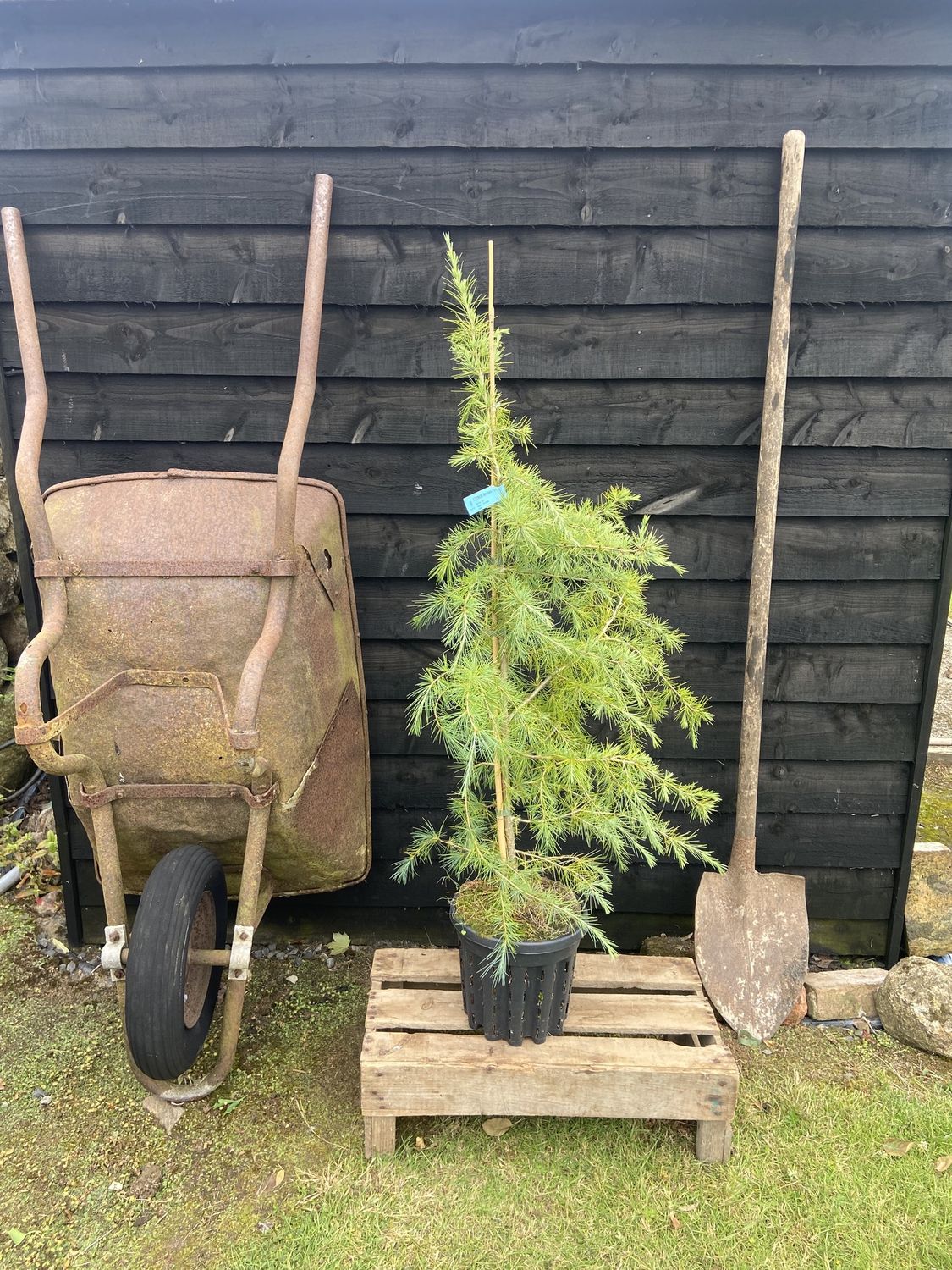 CEDRUS deodara / Deodar Cedar