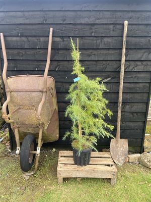 CEDRUS deodara / Deodar Cedar