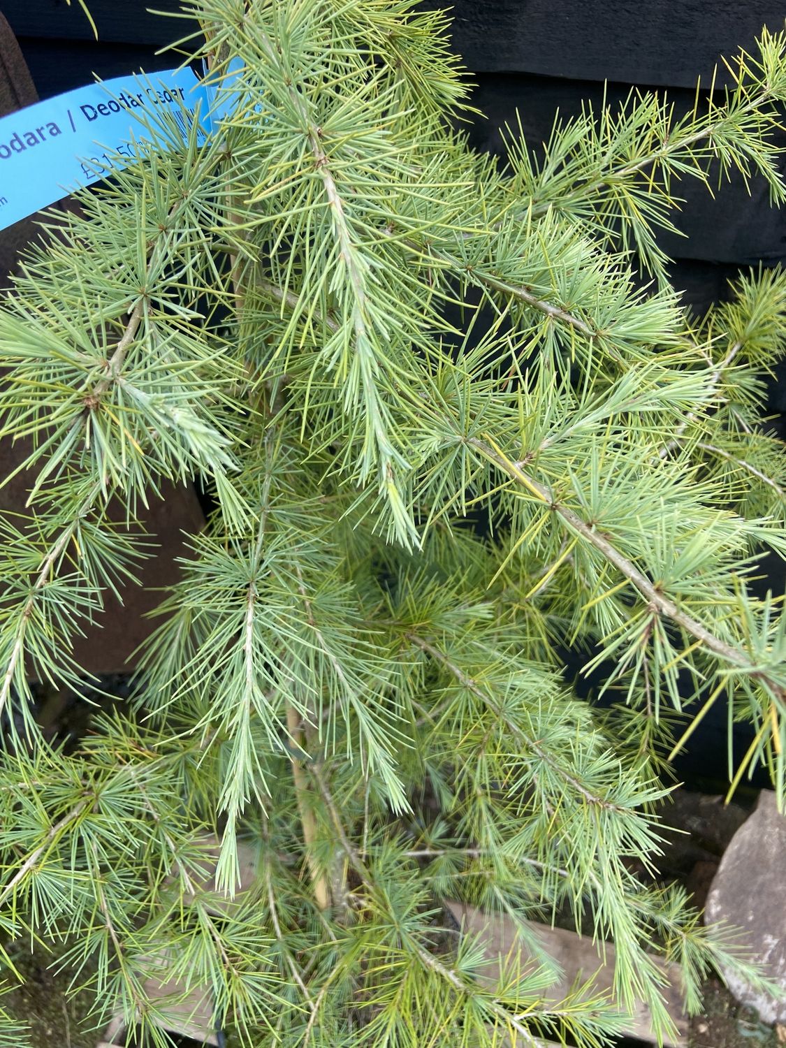CEDRUS deodara / Deodar Cedar