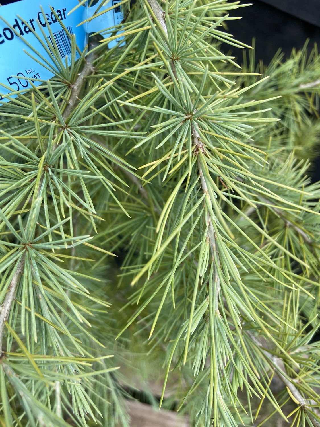 CEDRUS deodara / Deodar Cedar