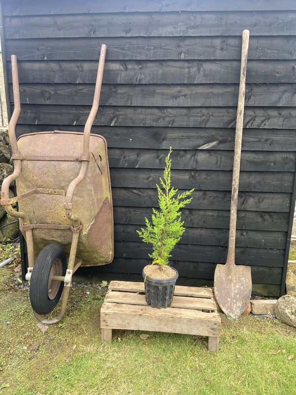 Monterey Cypress tree for sale UK