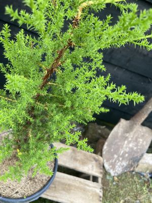 Monterey Cypress — view 2