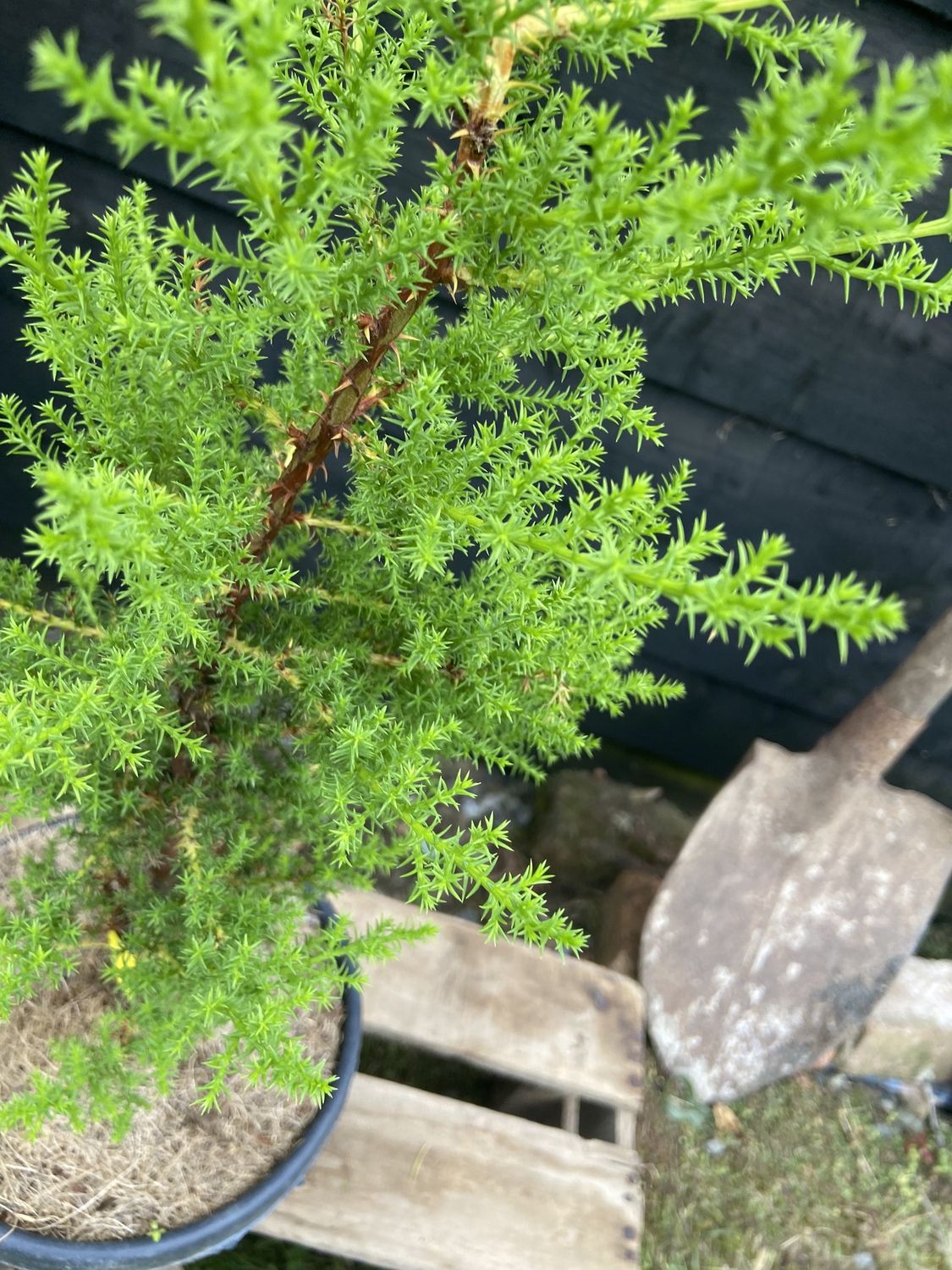 CUPRESSUS macrocarpa / Monterey Cypress
