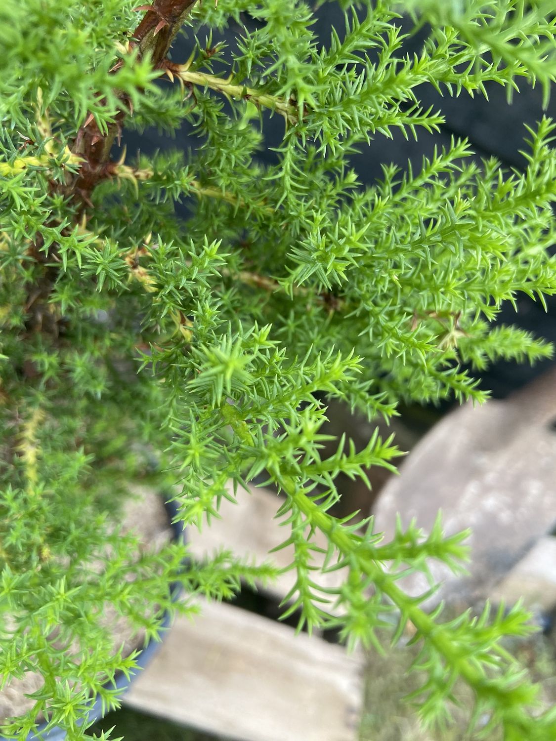 CUPRESSUS macrocarpa / Monterey Cypress