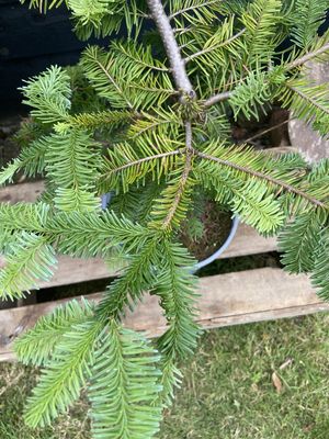 Noble Fir — view 3