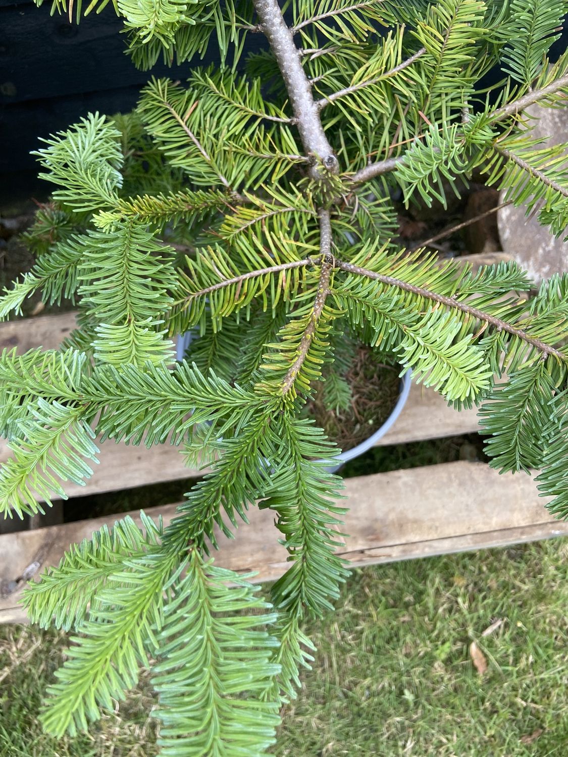 ABIES nobilis / Noble Fir