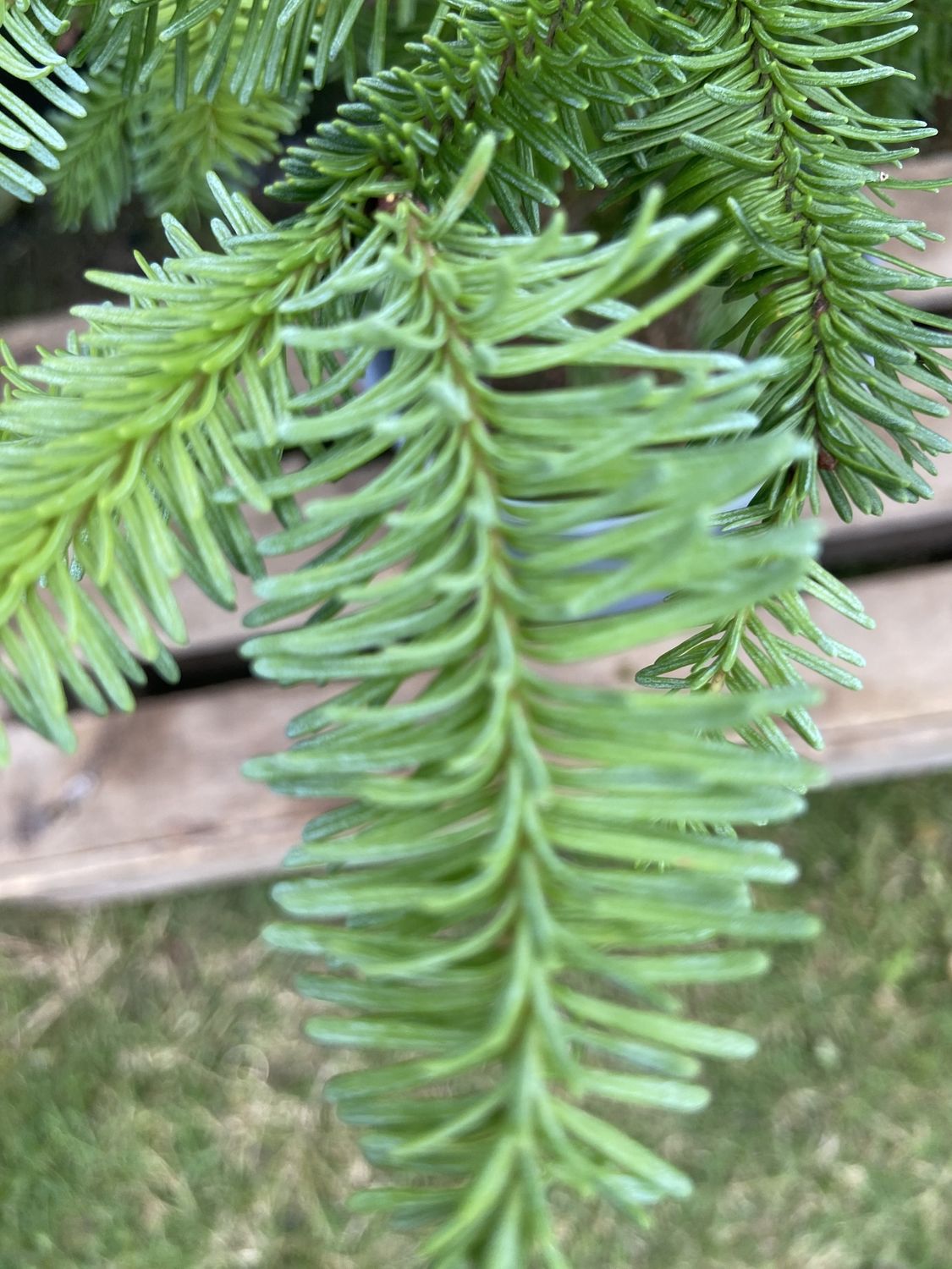 ABIES nobilis / Noble Fir