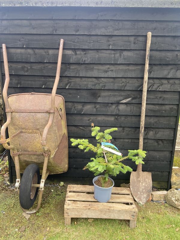Noble Fir tree for sale UK
