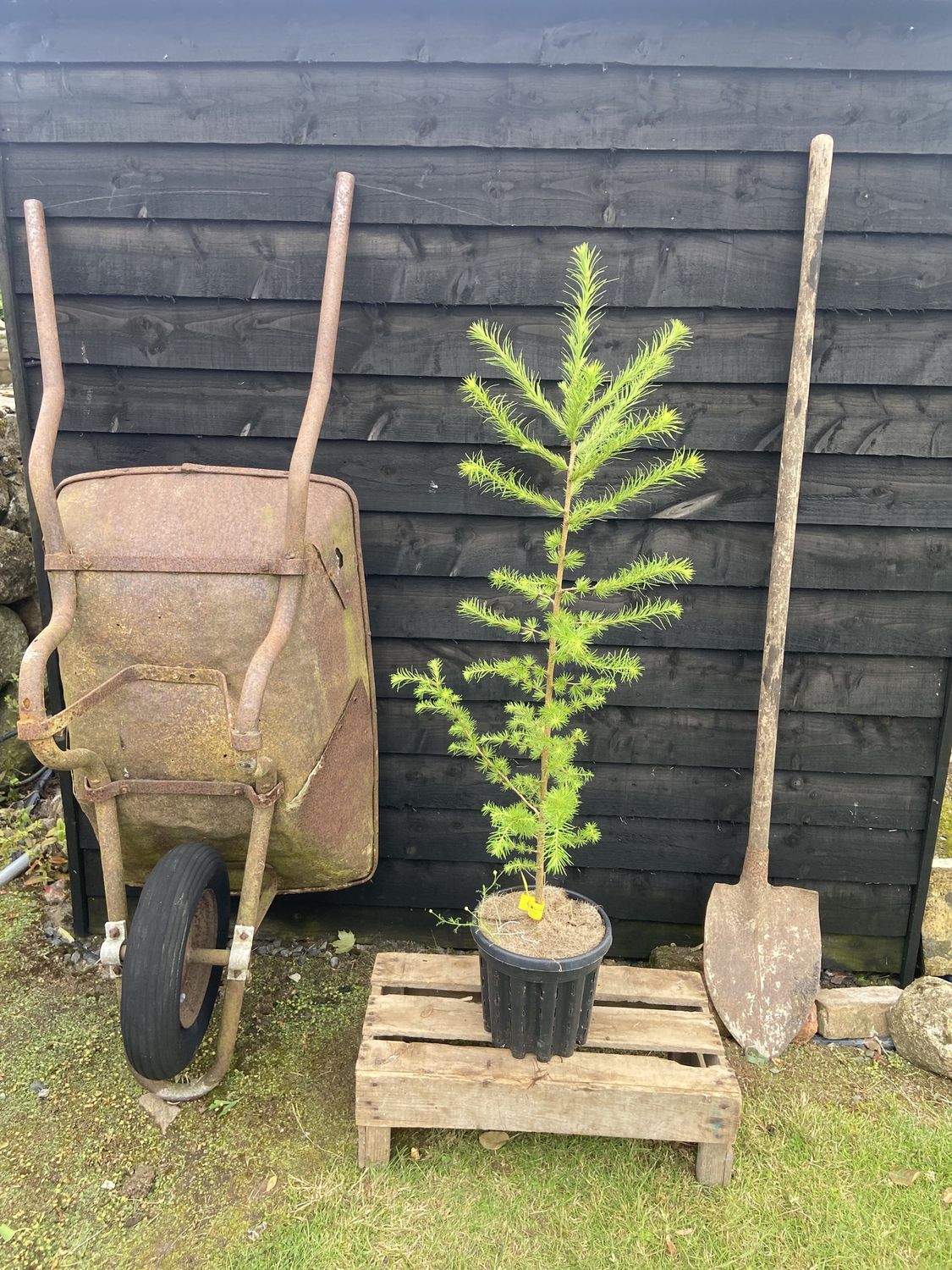 LARIX kaempferi / Japanese Larch