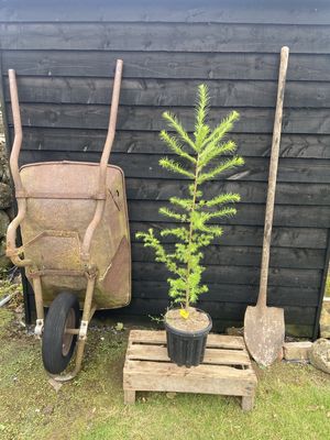 LARIX kaempferi / Japanese Larch