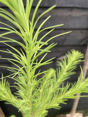 Japanese Larch — view 2