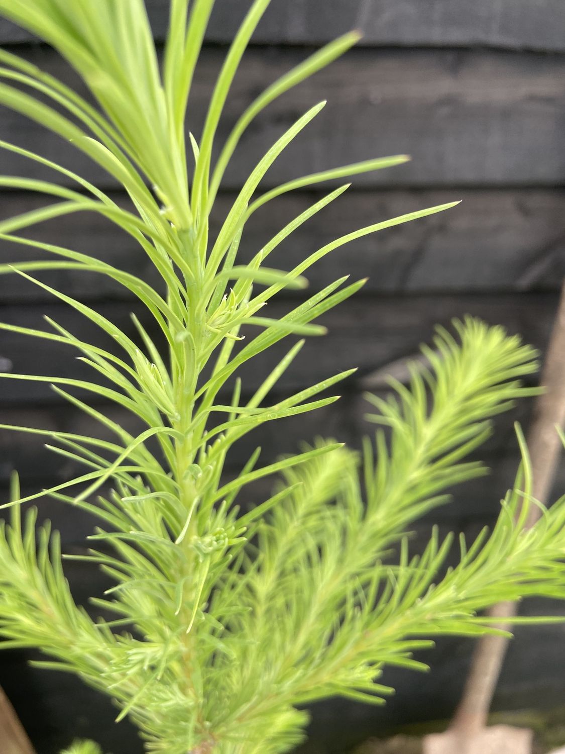 LARIX kaempferi / Japanese Larch