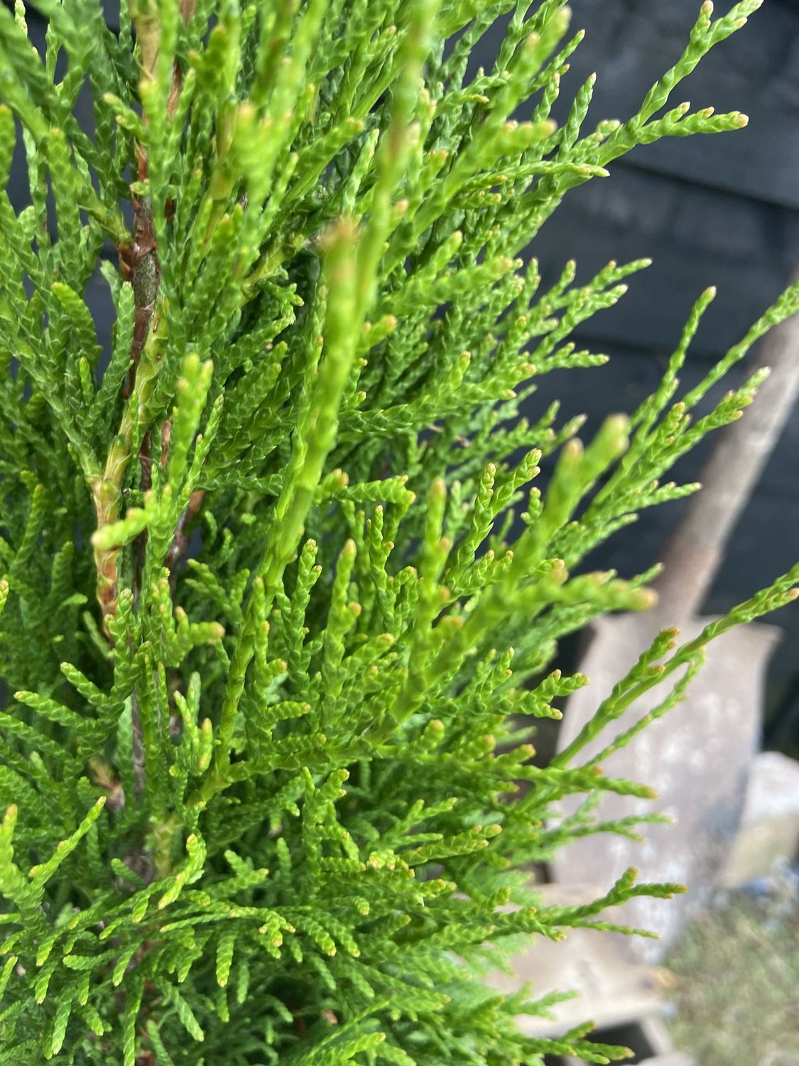 THUJA occidentalis &#39;Smaragd&#39; / White Cedar