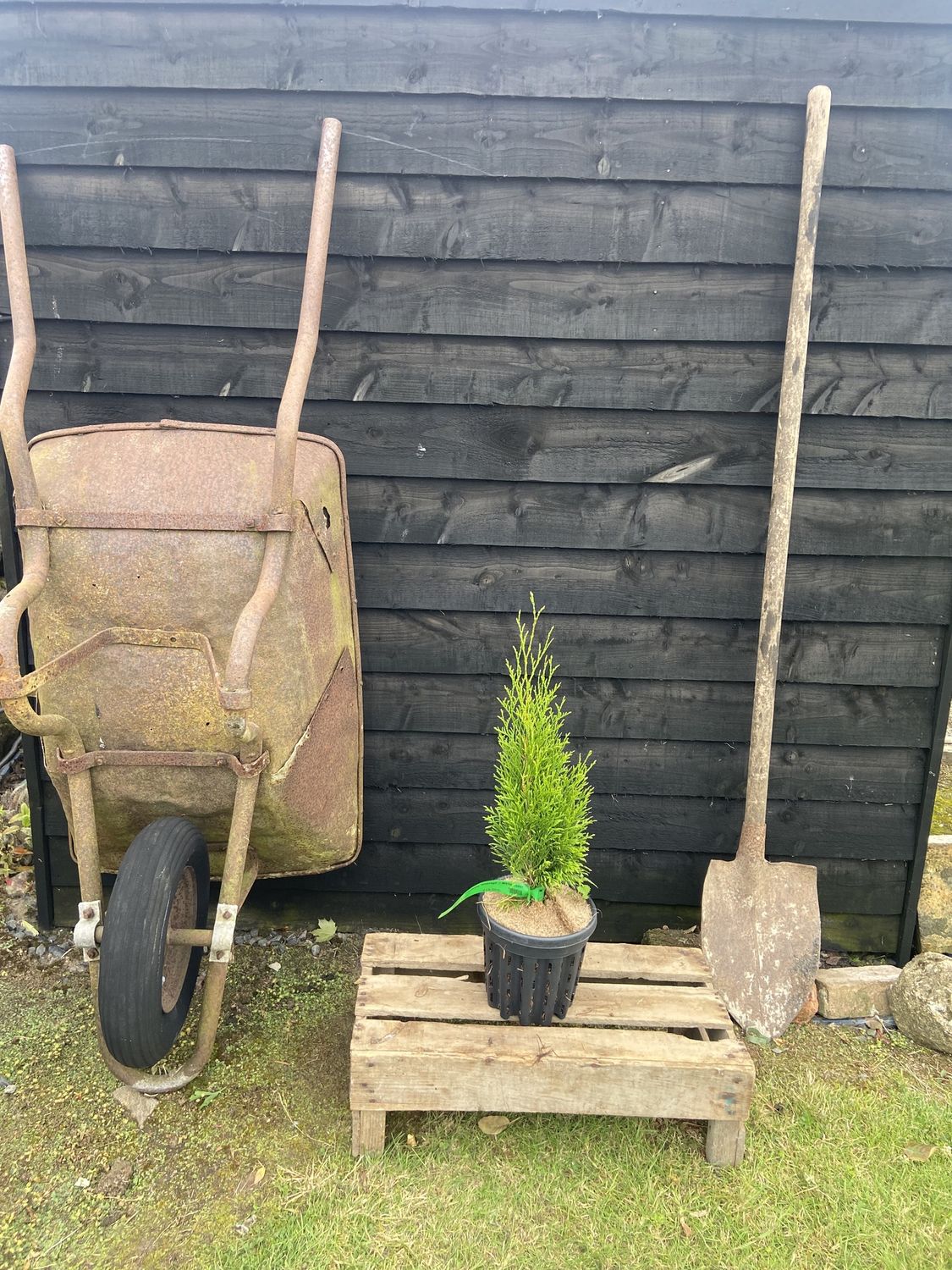 THUJA occidentalis &#39;Smaragd&#39; / White Cedar