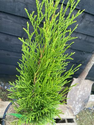 THUJA occidentalis 'Smaragd' / White Cedar