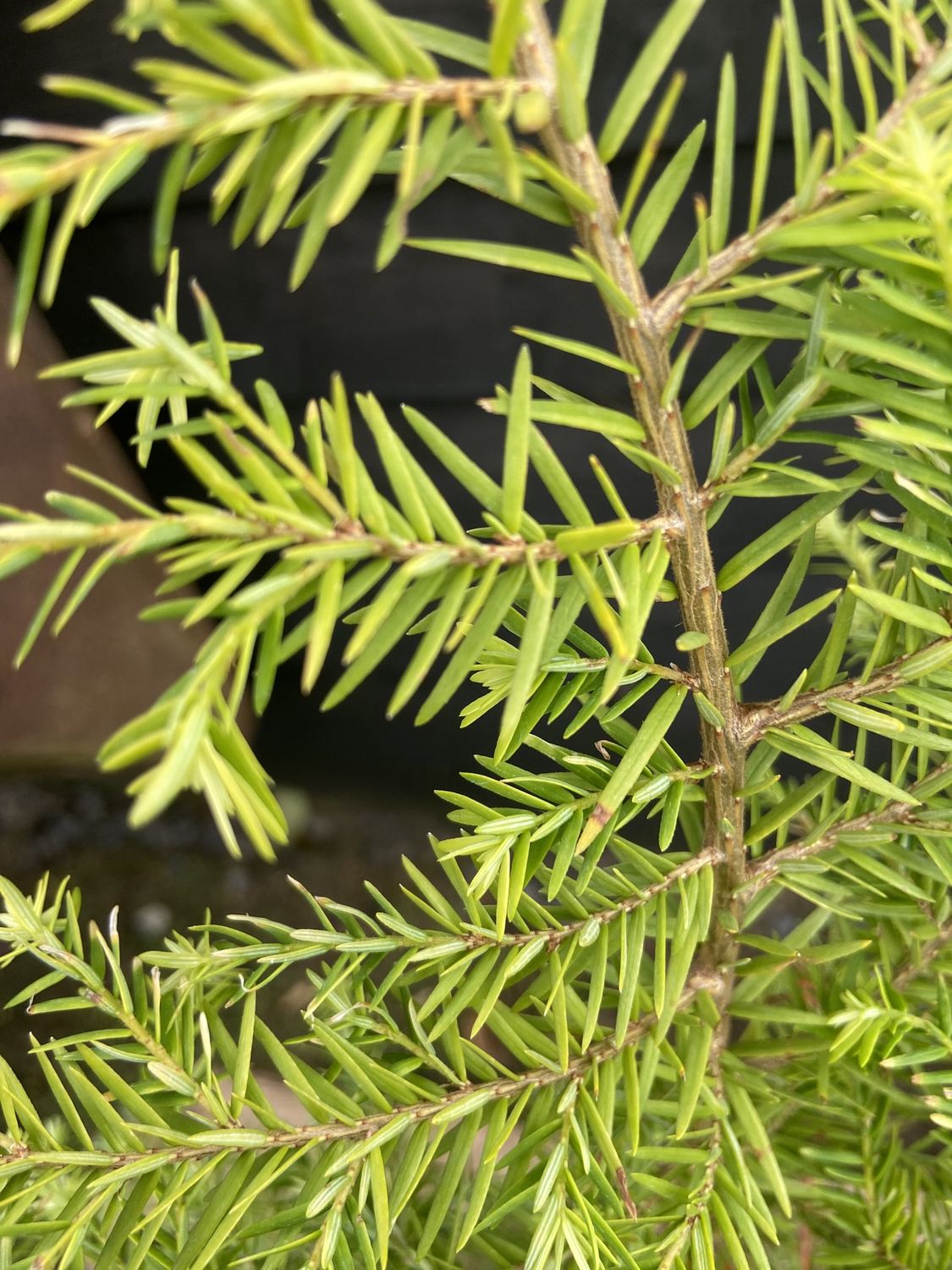 TSUGA canadensis / Eastern Hemlock