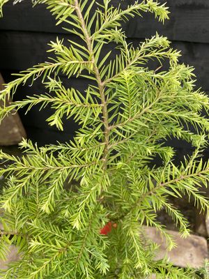 Eastern Hemlock — view 3