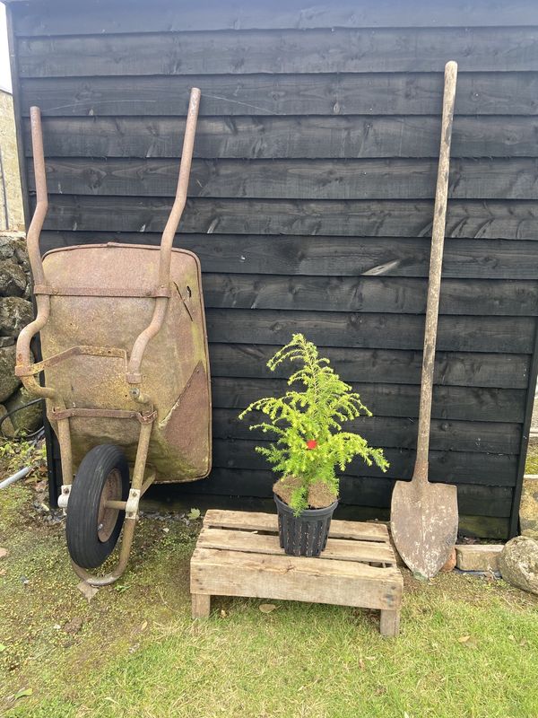 Eastern Hemlock tree for sale UK