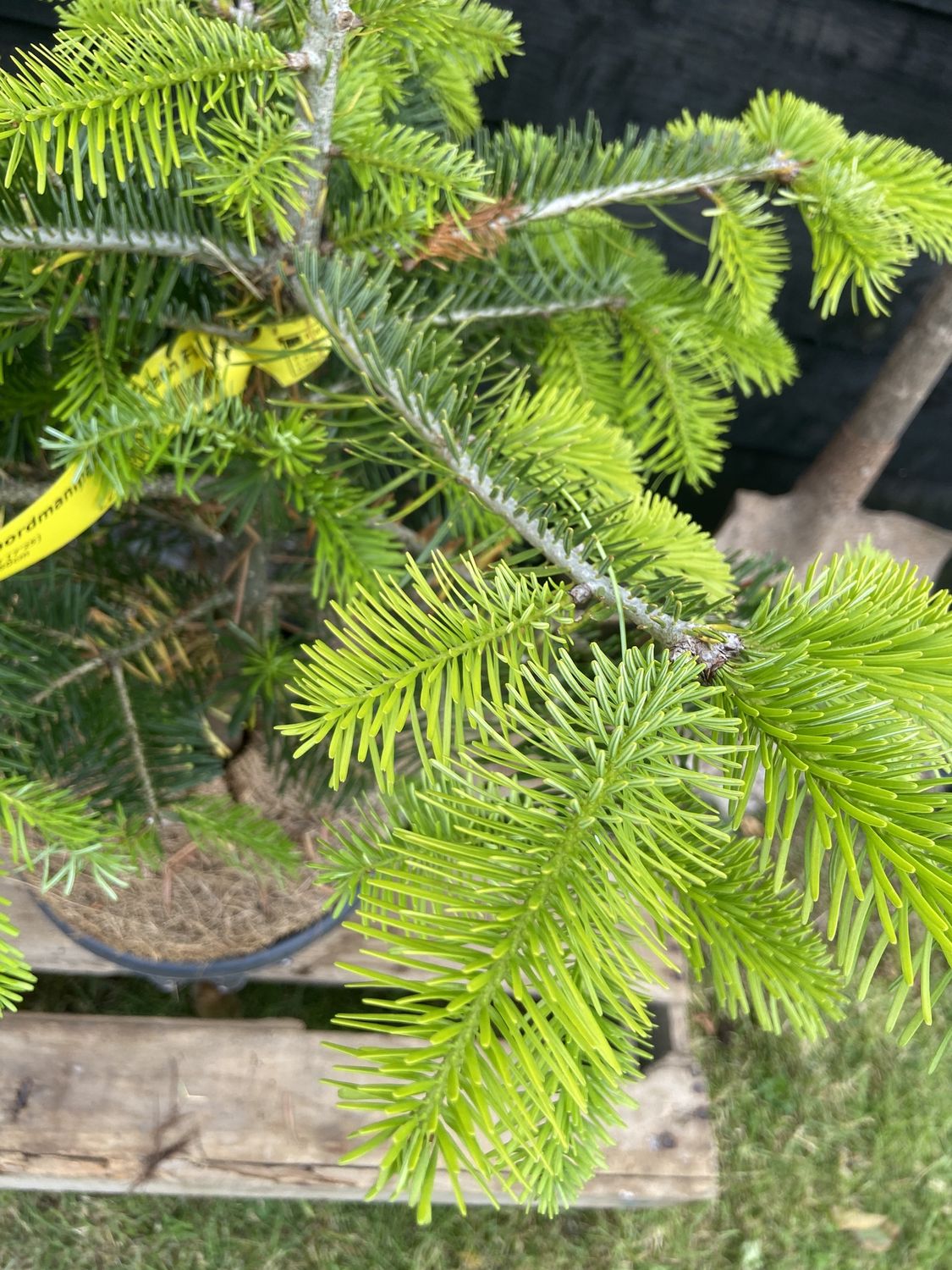 ABIES nordmanniana / Nordmann Fir