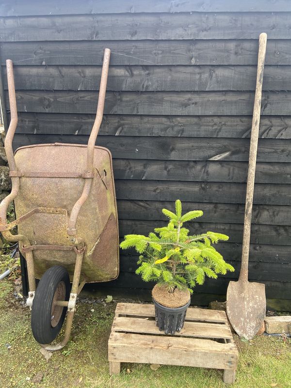 Nordmann Fir tree for sale UK