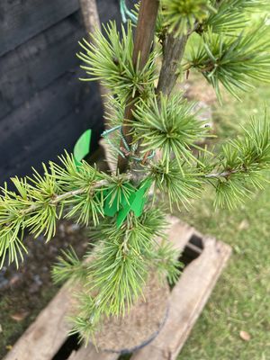 Cedar of Lebanon — view 3