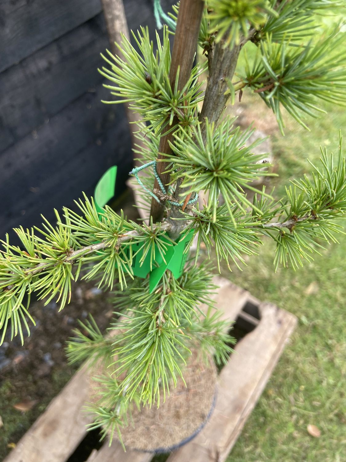 CEDRUS libani / Cedar of Lebanon