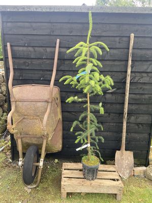 PICEA sitchensis / Sitka spruce