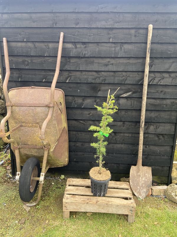 Cedar of Lebanon tree for sale UK