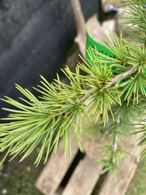 Cedar of Lebanon — view 2