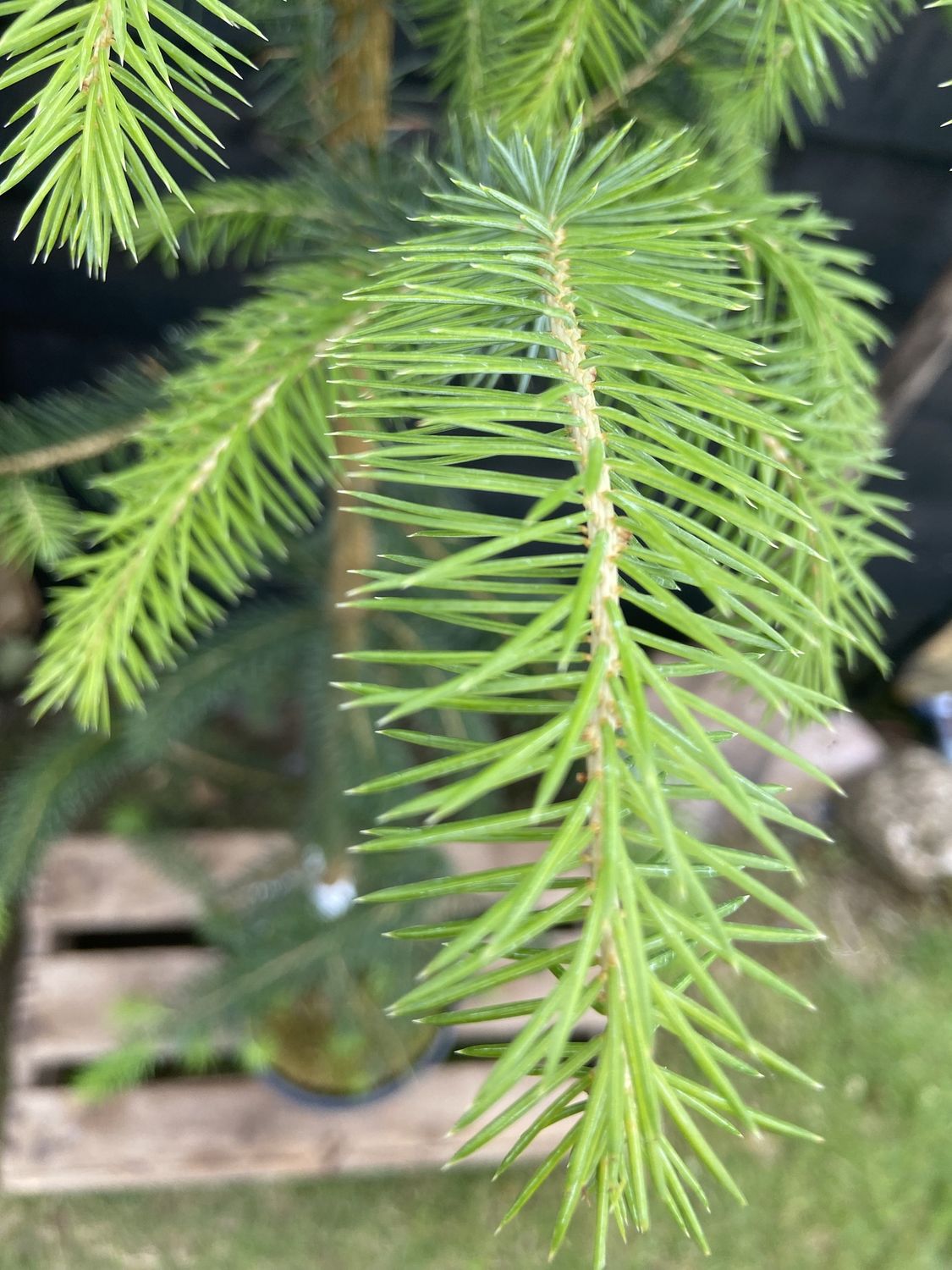 PICEA sitchensis / Sitka spruce