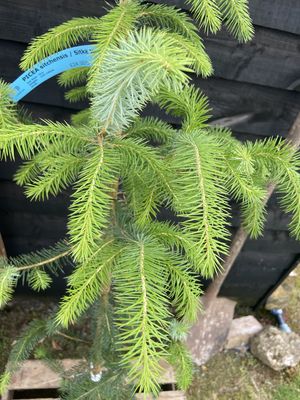 Sitka spruce — view 3