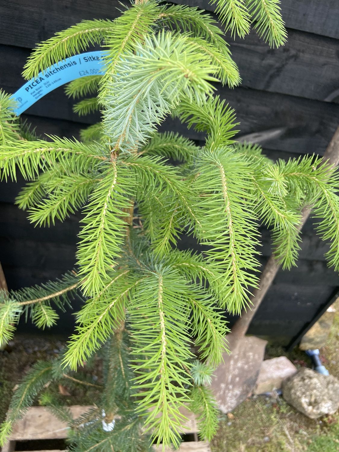 PICEA sitchensis / Sitka spruce