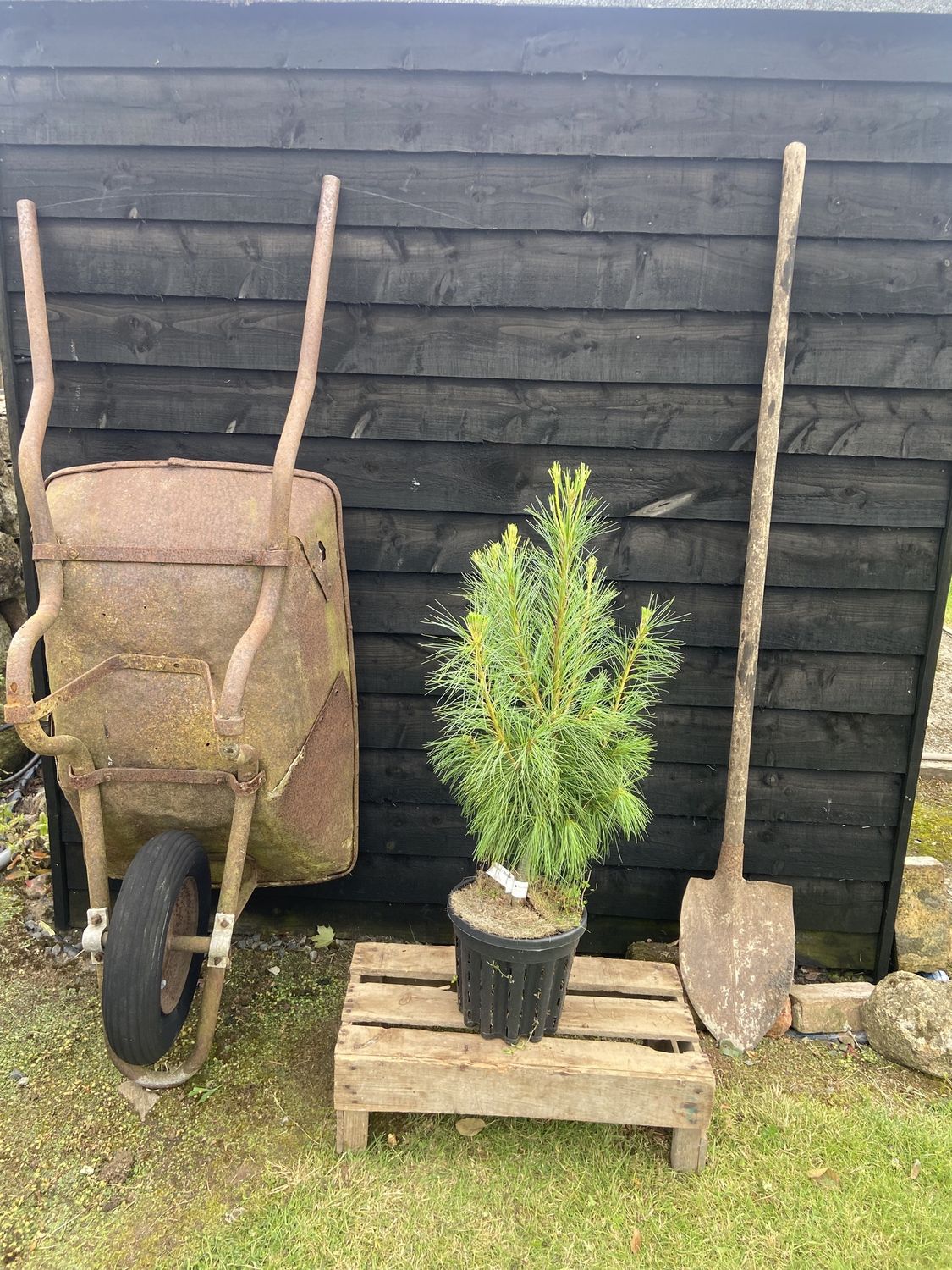 PINUS wallichiana / Bhutan pine