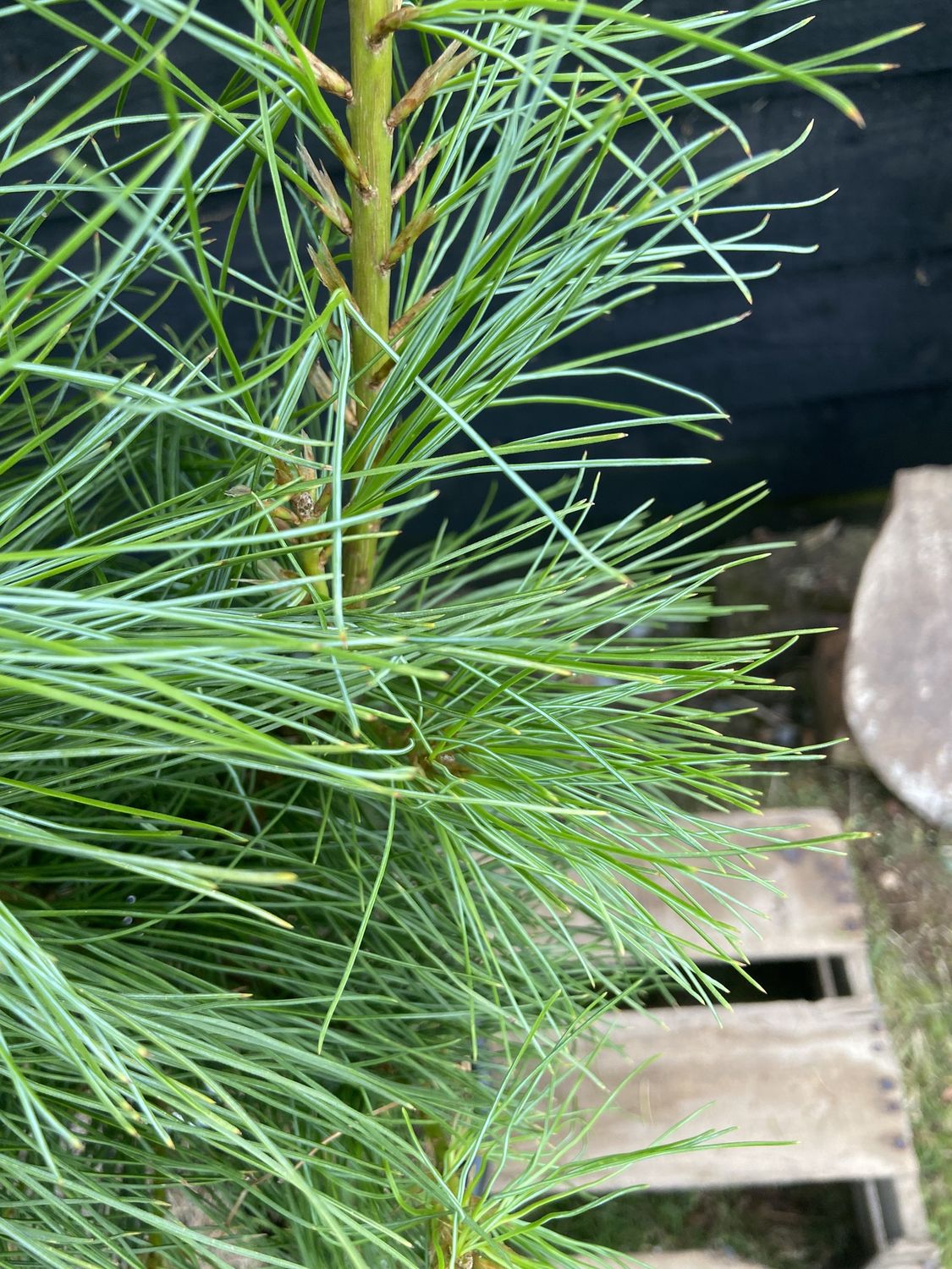 PINUS wallichiana / Bhutan pine