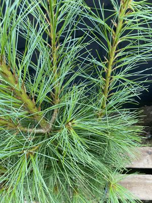 Bhutan pine — view 3